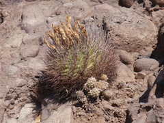 Eriosyce coimasensis