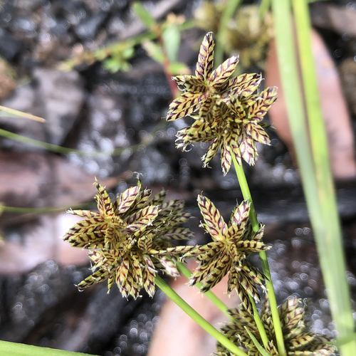 Cyperus sanguinolentus