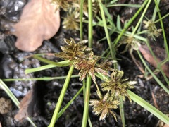 Cyperus sanguinolentus