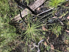 Cyperus sanguinolentus