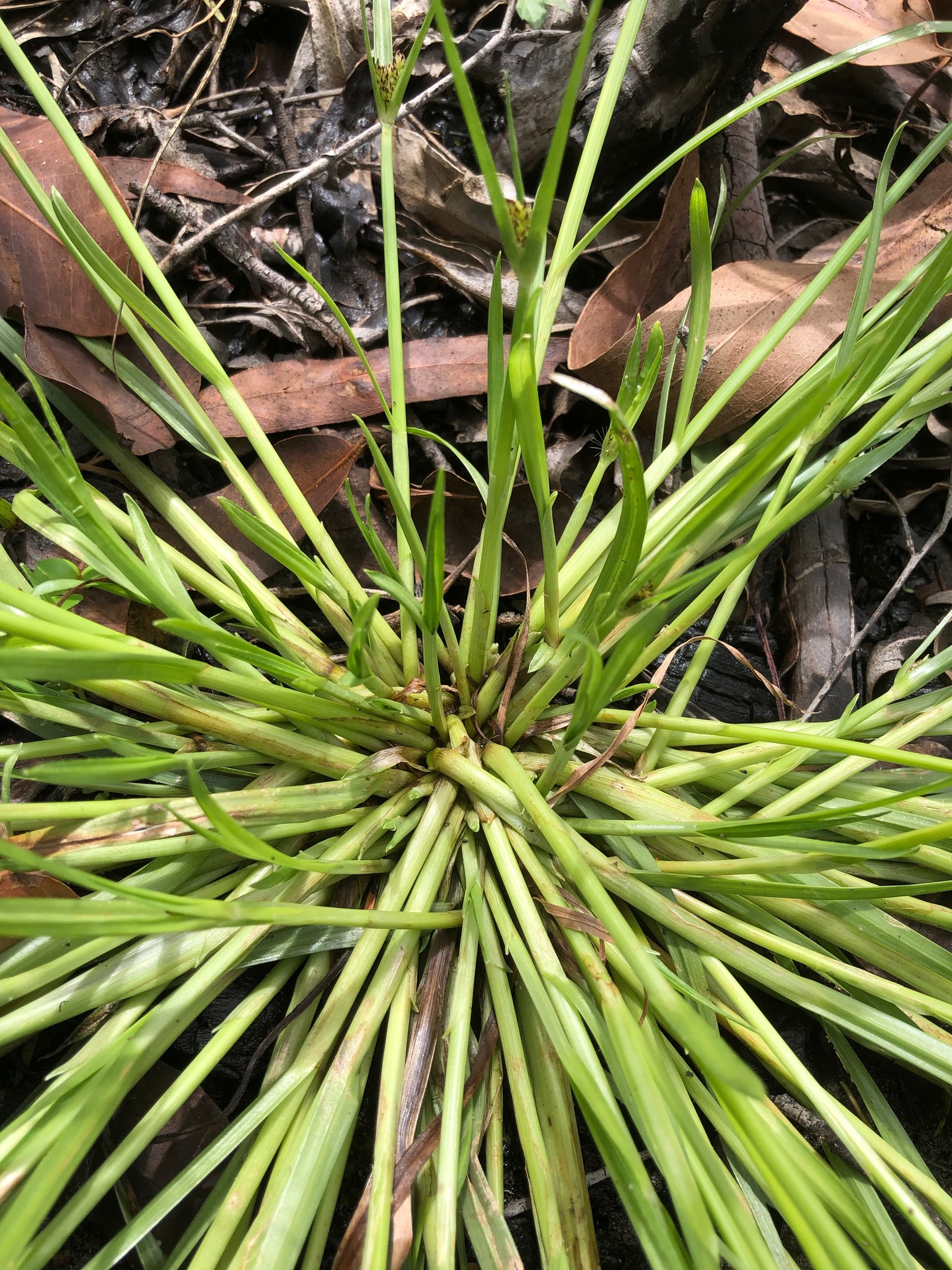 (c) Lise Kool, certains droits réservés (CC BY-NC) https://www.inaturalist.org/observations/69116262
