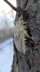 Akanthomyces aculeatus