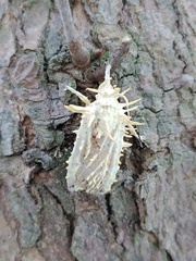 Akanthomyces aculeatus