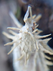 Akanthomyces aculeatus