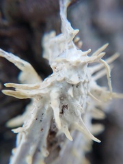 Akanthomyces aculeatus