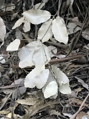 Phytophthora ramorum