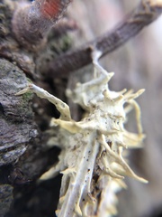 Akanthomyces aculeatus