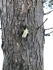 Akanthomyces aculeatus