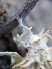 Akanthomyces aculeatus