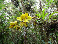 Cyrtochilum macranthum