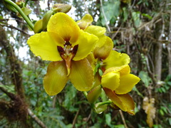 Cyrtochilum macranthum
