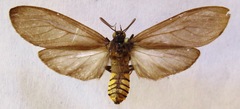 Opharus consimilis