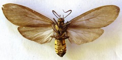 Opharus consimilis