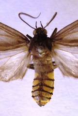 Opharus consimilis