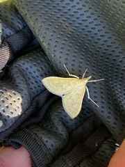 Paratalanta pandalis