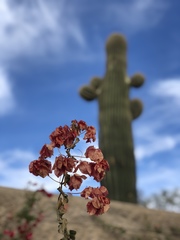 Bougainvillea