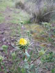 Grindelia boliviana