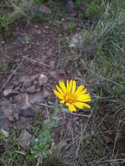 Grindelia boliviana