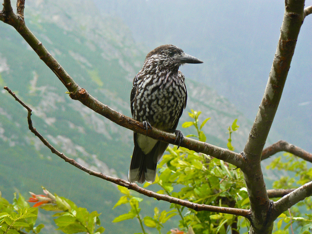 Northern Nutcracker