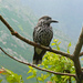 Thick-billed Spotted Nutcracker - Photo (c) Dominik, some rights reserved (CC BY)