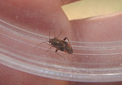 Polymerus