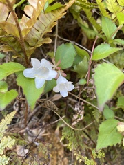 Diabelia spathulata