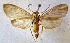 Agaraea longicornis