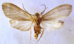 Agaraea longicornis