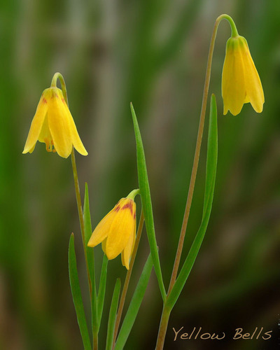yellow fritillary