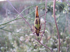 Scaphura elegans