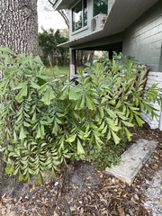 Caryota