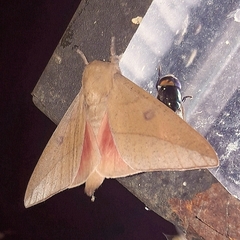 Adeloneivaia subangulata