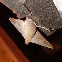 Adeloneivaia subangulata