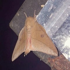 Adeloneivaia subangulata