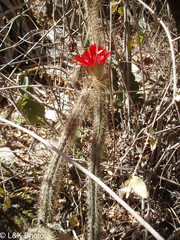 Corryocactus erectus