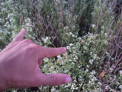 Scaphura elegans