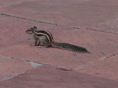 Funambulus pennantii