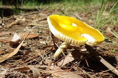 Amanita flavella