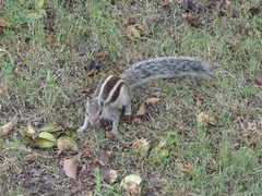 Funambulus pennantii