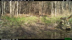 Sciurus niger