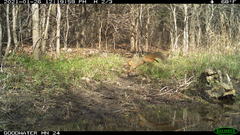 Sciurus niger