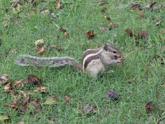 Funambulus pennantii