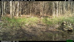 Sciurus niger