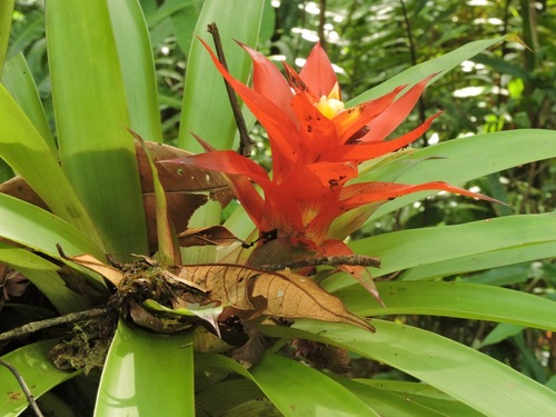 Guzmania lingulata