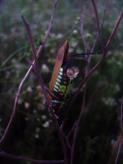 Scaphura elegans