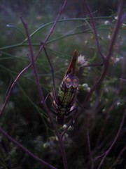 Scaphura elegans