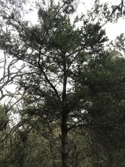 Tsuga chinensis