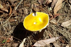 Amanita flavella