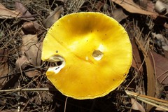 Amanita flavella