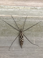 Tipula coquilletti
